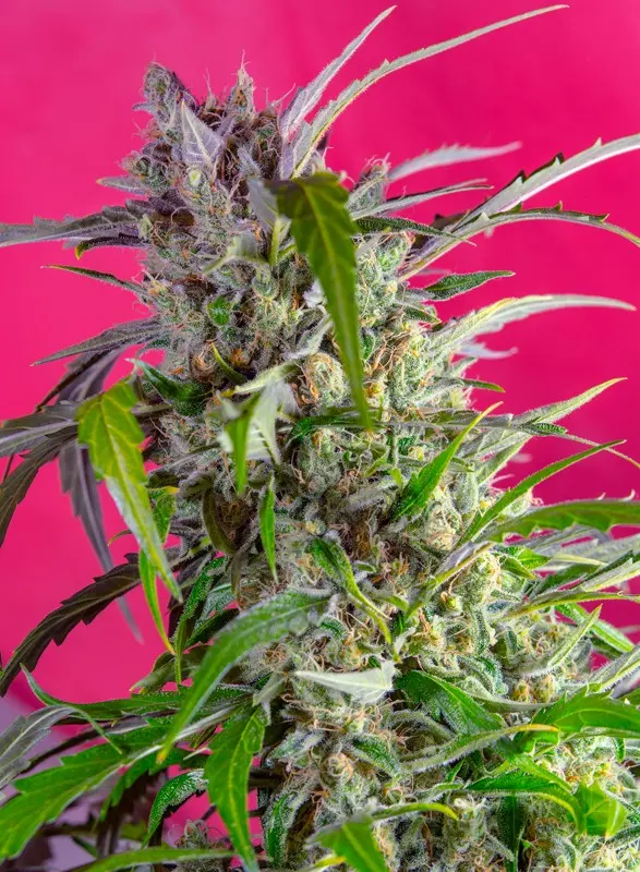 Crystal Candy Auto Feminised