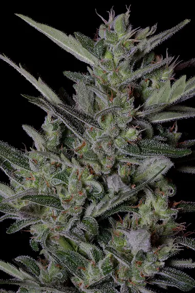 CRYSTAL GELATO AUTO
