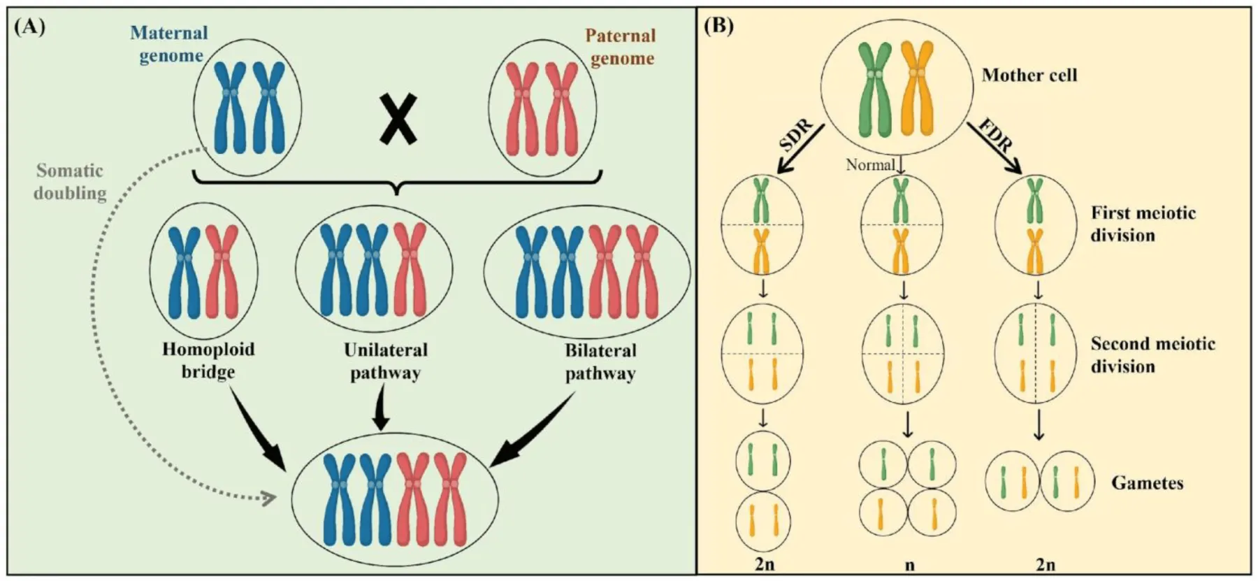 Chromosome pathways resulting in polyploid plants. Source: MDPI / Naturally Occurring Triploidy in Cannabis