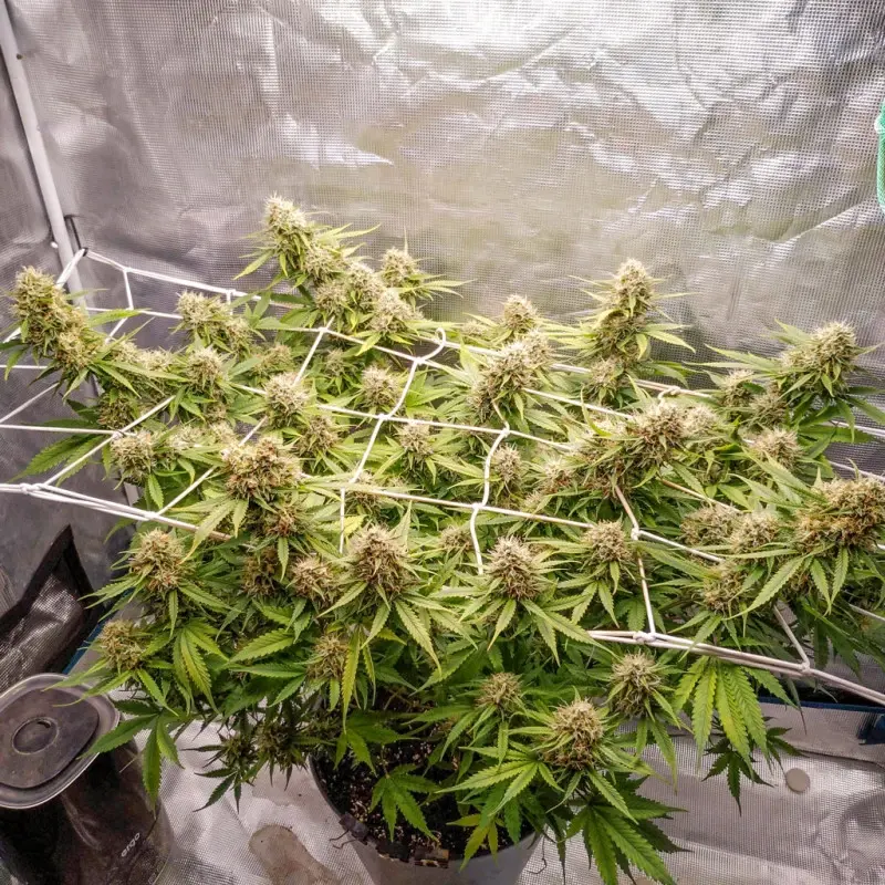 Blueberry