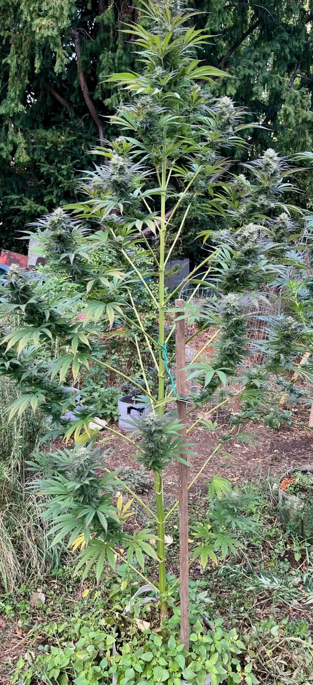 HashTonic
