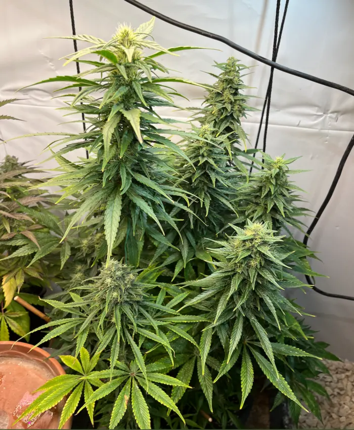 Super Lemon Haze