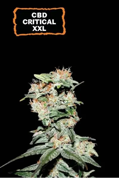 CBD Critical XXL Auto Feminised