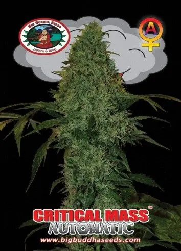 Critical Mass Auto